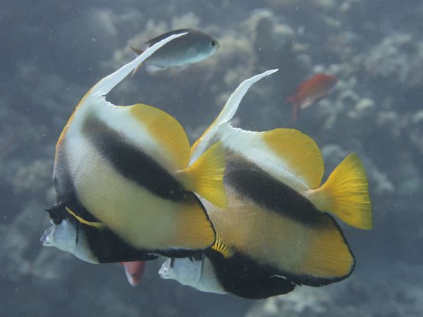 Buceo por primera vez