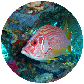 Buceo diario
