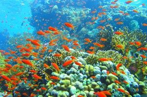 Parque Nacional Ras Mohammed